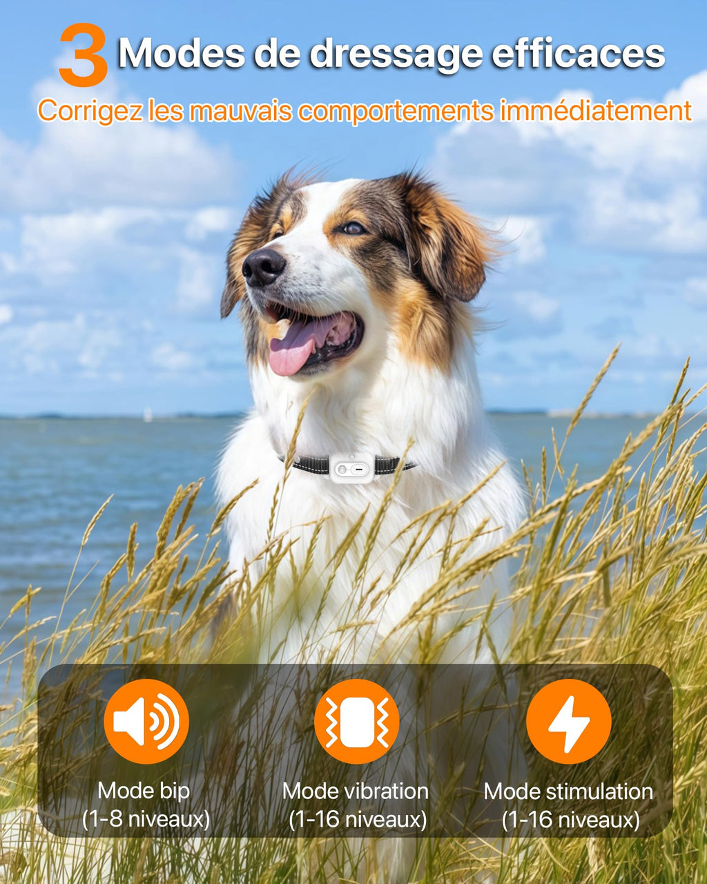 Collier de Dressage pour Chien avec Télécommande