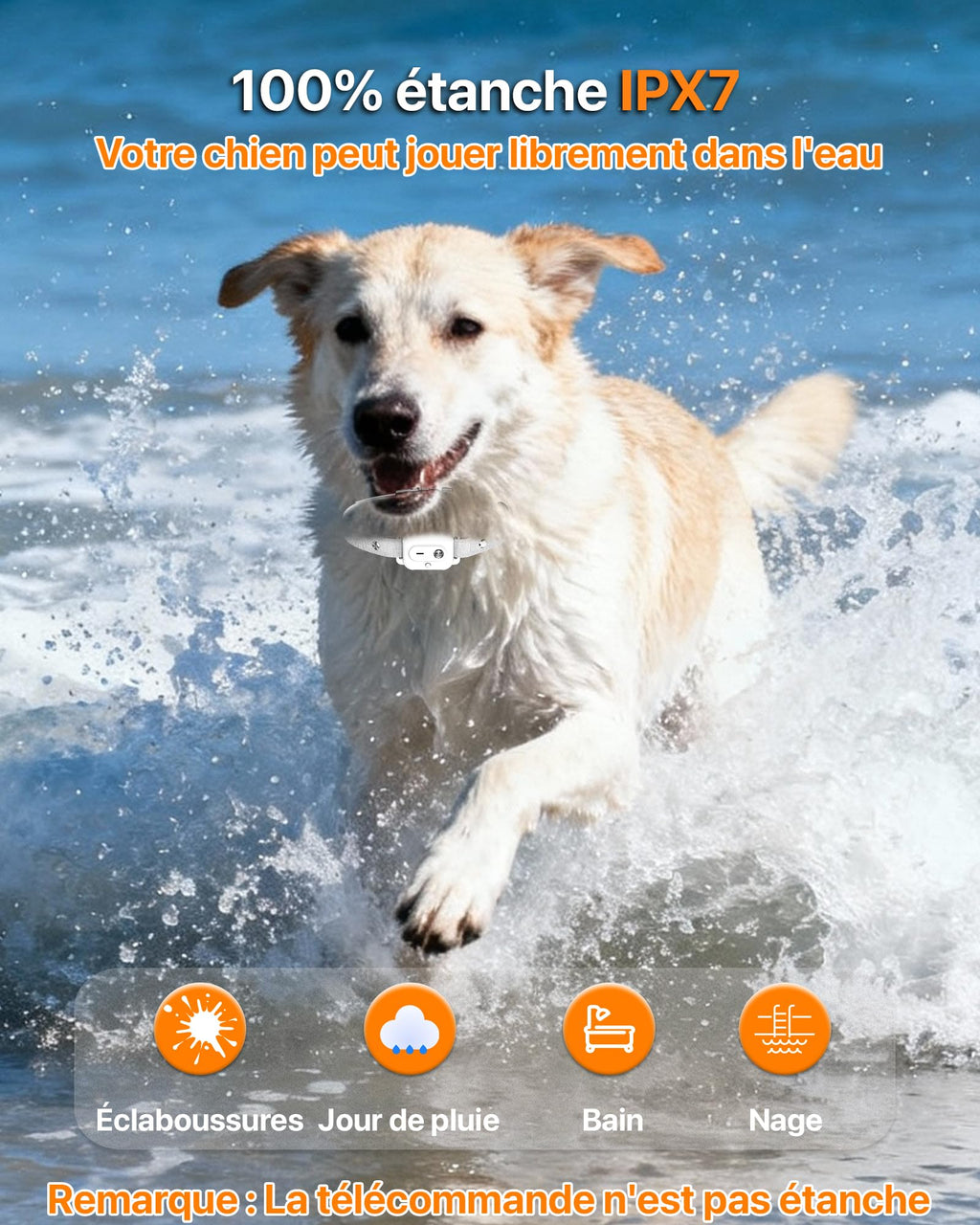 Collier de Dressage pour Chien avec Télécommande
