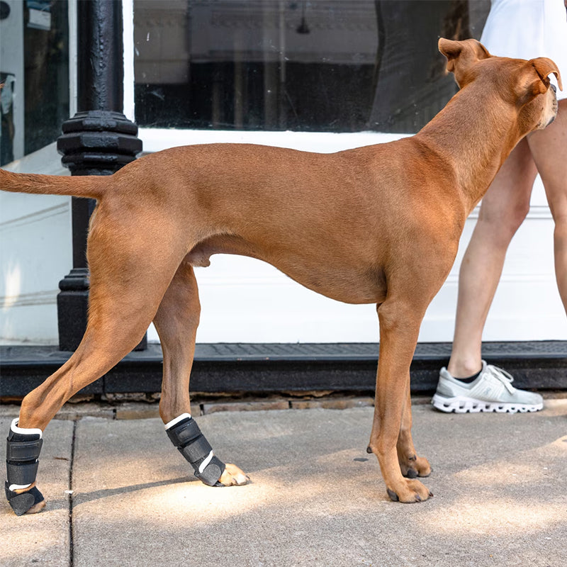 Genouillère de Soutien Articulaire pour Chien