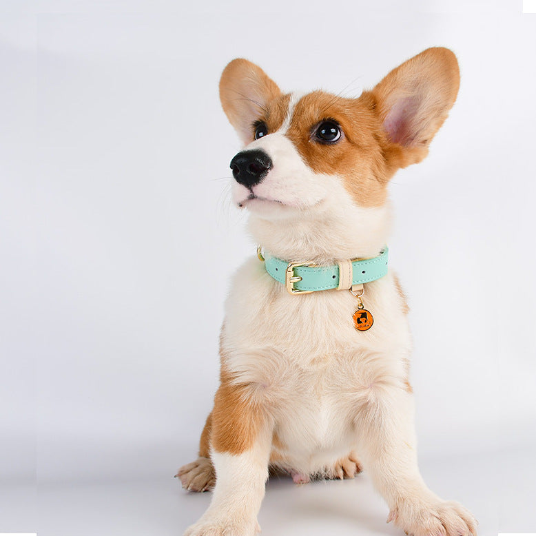 Collier en Cuir Véritable pour Chat