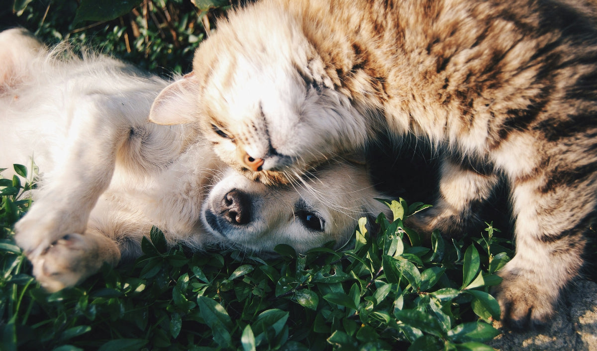 Chien et chat complices, meilleurs amis