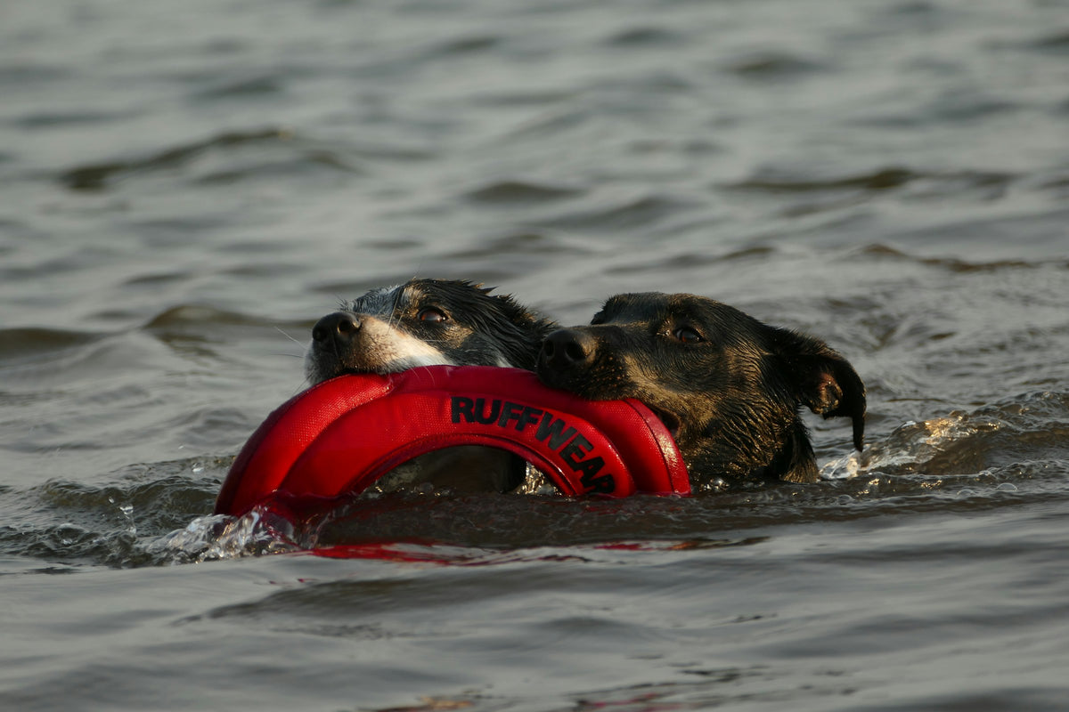 Chien nageant avec un gilet de sauvetage